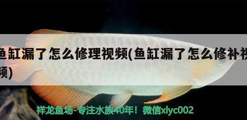 鱼缸漏了怎么修理视频(鱼缸漏了怎么修补视频)