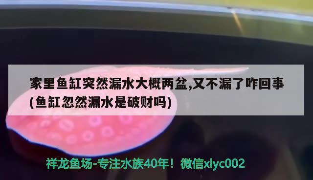 家里鱼缸突然漏水大概两盆,又不漏了咋回事(鱼缸忽然漏水是破财吗)