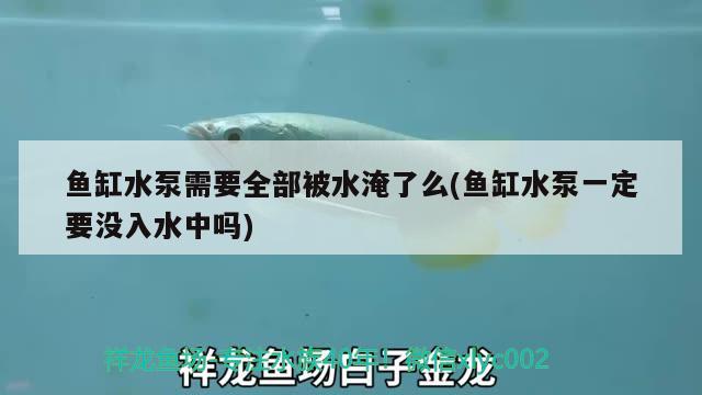 鱼缸水泵需要全部被水淹了么(鱼缸水泵一定要没入水中吗)