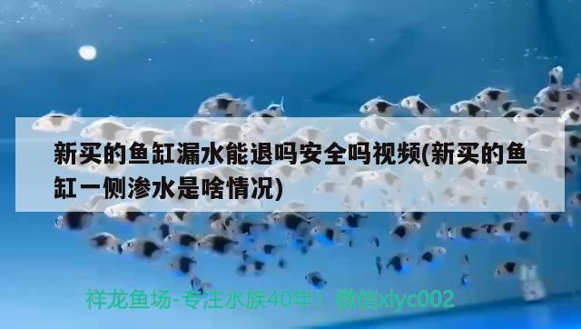 新买的鱼缸漏水能退吗安全吗视频(新买的鱼缸一侧渗水是啥情况) 绿皮辣椒小红龙