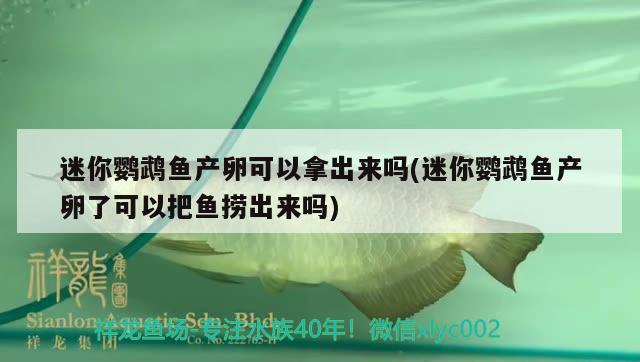 迷你鹦鹉鱼产卵可以拿出来吗(迷你鹦鹉鱼产卵了可以把鱼捞出来吗)