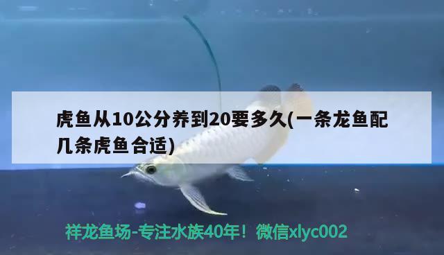 虎鱼从10公分养到20要多久(一条龙鱼配几条虎鱼合适) 虎鱼百科