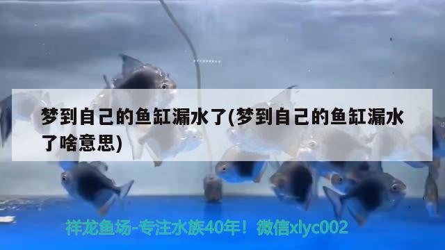 梦到自己的鱼缸漏水了(梦到自己的鱼缸漏水了啥意思) 可丽爱鱼缸