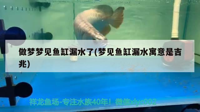 做梦梦见鱼缸漏水了(梦见鱼缸漏水寓意是吉兆)