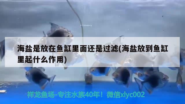 海盐是放在鱼缸里面还是过滤(海盐放到鱼缸里起什么作用)