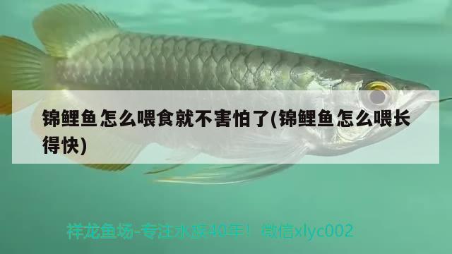 锦鲤鱼怎么喂食就不害怕了(锦鲤鱼怎么喂长得快)