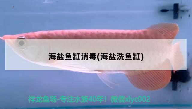 海盐鱼缸消毒(海盐洗鱼缸) 黄吉金龙（白子金龙鱼）