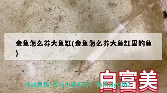 金鱼怎么养大鱼缸(金鱼怎么养大鱼缸里的鱼)