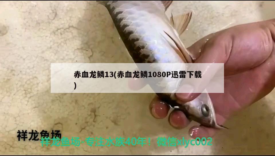 赤血龙鳞13(赤血龙鳞1080P迅雷下载) 观赏鱼
