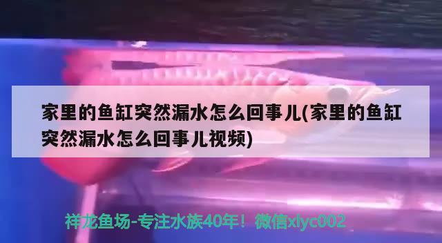 家里的鱼缸突然漏水怎么回事儿(家里的鱼缸突然漏水怎么回事儿视频)