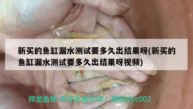 新买的鱼缸漏水测试要多久出结果呀(新买的鱼缸漏水测试要多久出结果呀视频)