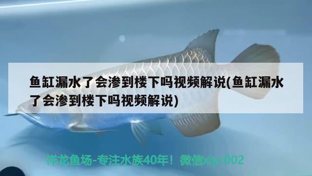 鱼缸漏水了会渗到楼下吗视频解说(鱼缸漏水了会渗到楼下吗视频解说)