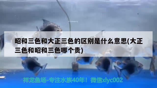 昭和三色和大正三色的区别是什么意思(大正三色和昭和三色哪个贵)