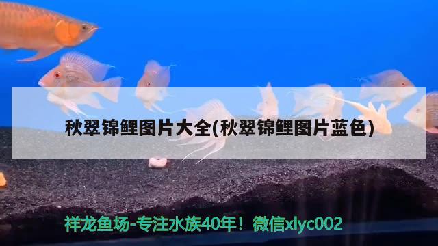 秋翠锦鲤图片大全(秋翠锦鲤图片蓝色)