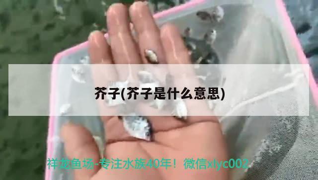 芥子(芥子是什么意思) 观赏鱼