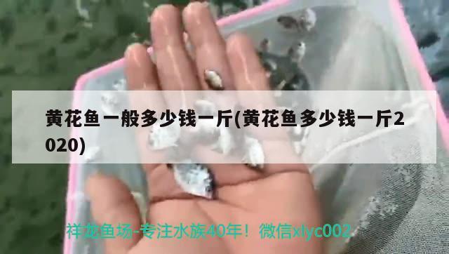 黄花鱼一般多少钱一斤(黄花鱼多少钱一斤2020) 观赏鱼 第1张