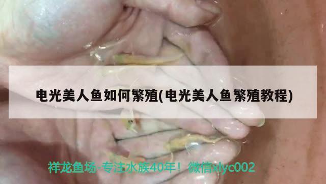 电光美人鱼如何繁殖(电光美人鱼繁殖教程)