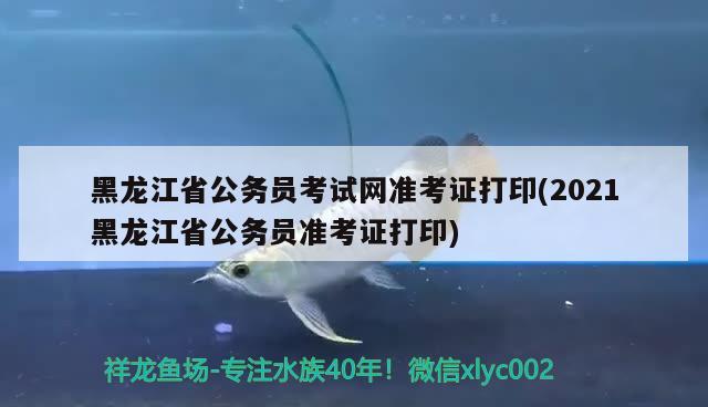 黑龙江省公务员考试网准考证打印(2021黑龙江省公务员准考证打印) 观赏鱼