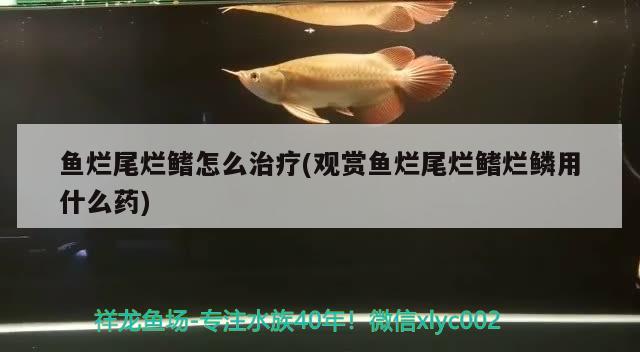 鱼烂尾烂鳍怎么治疗(观赏鱼烂尾烂鳍烂鳞用什么药)