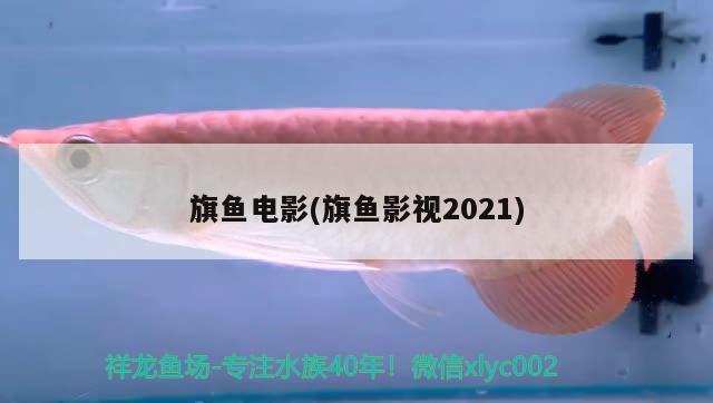 旗鱼电影(旗鱼影视2021) 观赏鱼