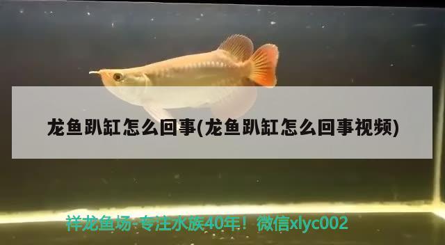 龙鱼趴缸怎么回事(龙鱼趴缸怎么回事视频) 观赏鱼