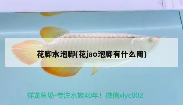 花脚水泡脚(花jao泡脚有什么用) 观赏鱼