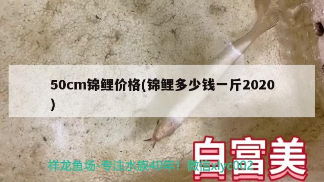 50cm锦鲤价格(锦鲤多少钱一斤2020) 观赏鱼