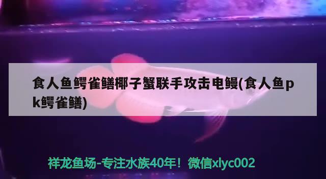 食人鱼鳄雀鳝椰子蟹联手攻击电鳗(食人鱼pk鳄雀鳝) 食人鱼（水虎）