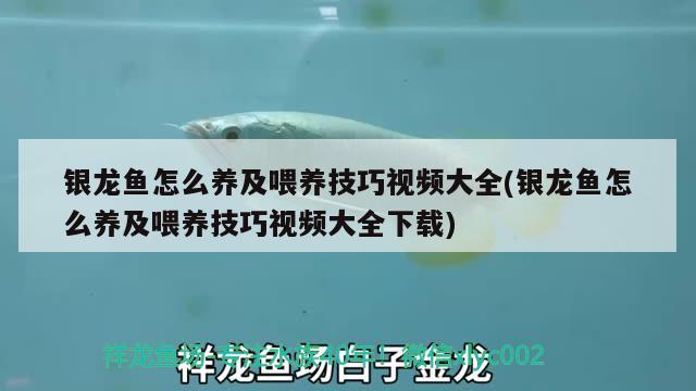 银龙鱼怎么养及喂养技巧视频大全(银龙鱼怎么养及喂养技巧视频大全下载) 银龙鱼