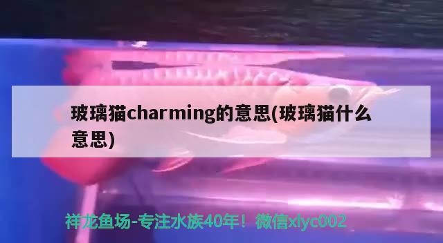 玻璃猫charming的意思(玻璃猫什么意思)