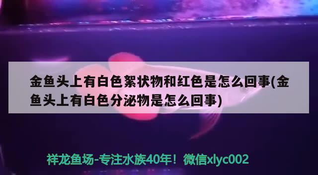 金鱼头上有白色絮状物和红色是怎么回事(金鱼头上有白色分泌物是怎么回事) 观赏鱼