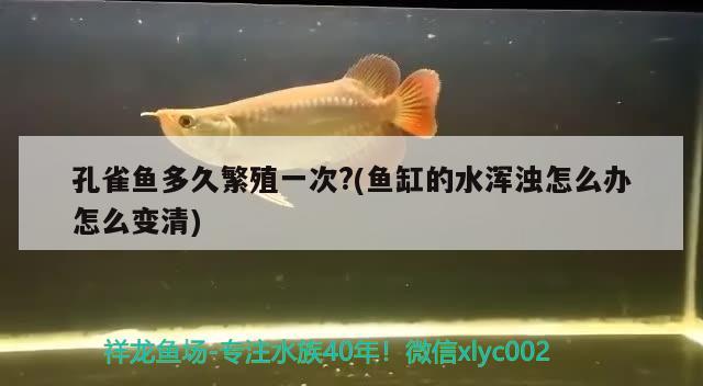 孔雀鱼多久繁殖一次?(鱼缸的水浑浊怎么办怎么变清)