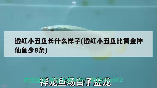 透红小丑鱼长什么样子(透红小丑鱼比黄金神仙鱼少8条) 海水鱼