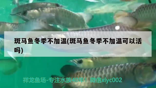 斑马鱼冬季不加温(斑马鱼冬季不加温可以活吗) 观赏鱼 第2张