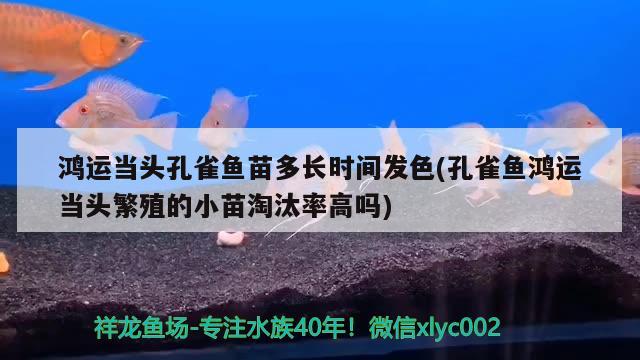 鸿运当头孔雀鱼苗多长时间发色(孔雀鱼鸿运当头繁殖的小苗淘汰率高吗) 观赏鱼