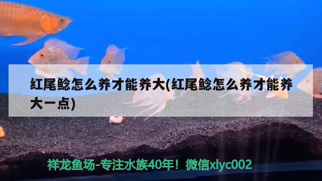 红尾鲶怎么养才能养大(红尾鲶怎么养才能养大一点) 观赏鱼