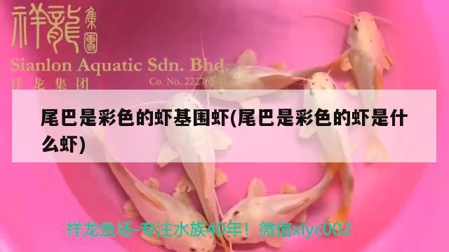 尾巴是彩色的虾基围虾(尾巴是彩色的虾是什么虾)