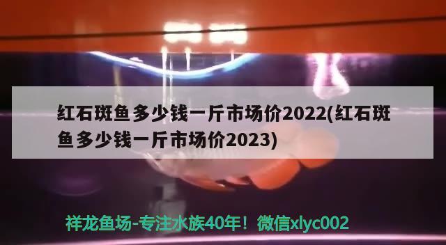 红石斑鱼多少钱一斤市场价2022(红石斑鱼多少钱一斤市场价2023)