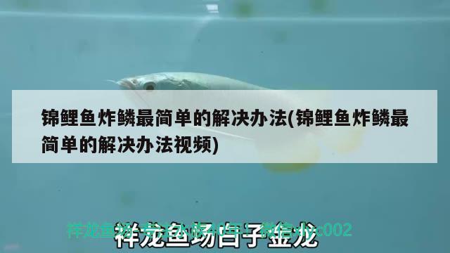 锦鲤鱼炸鳞最简单的解决办法(锦鲤鱼炸鳞最简单的解决办法视频)