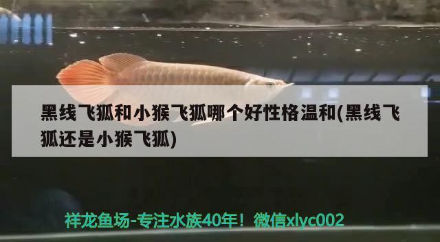 黑线飞狐和小猴飞狐哪个好性格温和(黑线飞狐还是小猴飞狐)