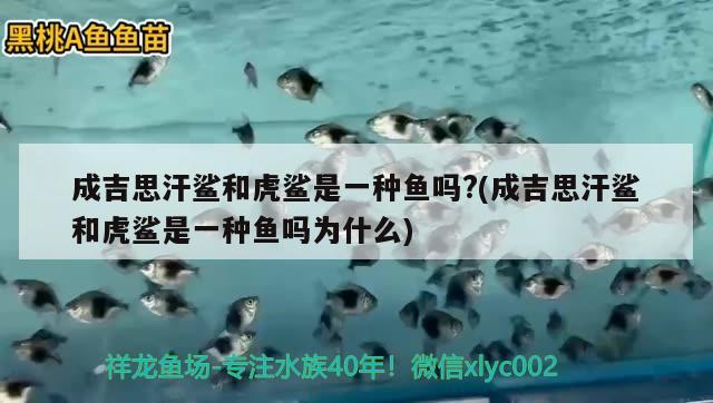 成吉思汗鲨和虎鲨是一种鱼吗?(成吉思汗鲨和虎鲨是一种鱼吗为什么) 成吉思汗鲨（球鲨）鱼