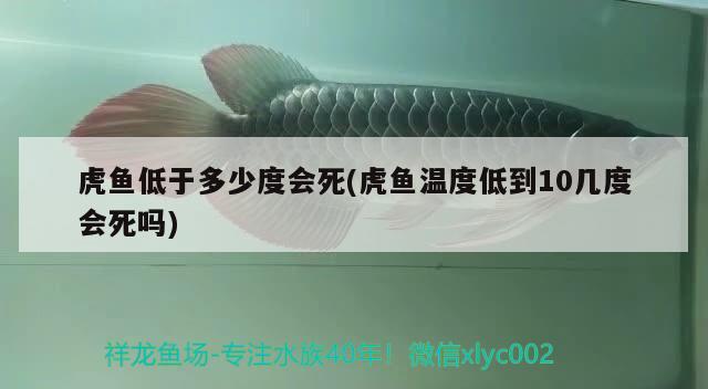 虎鱼低于多少度会死(虎鱼温度低到10几度会死吗) 虎鱼百科 第2张