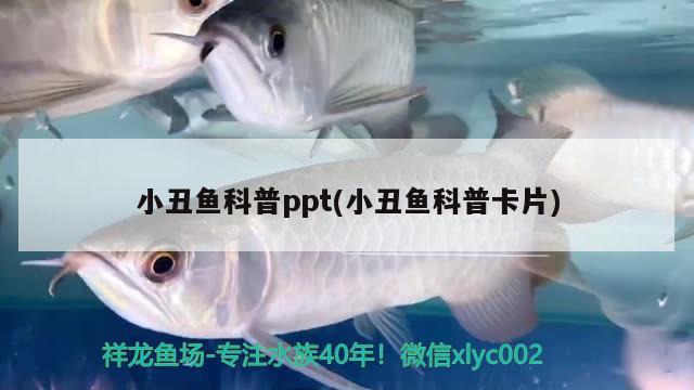 小丑鱼科普ppt(小丑鱼科普卡片)