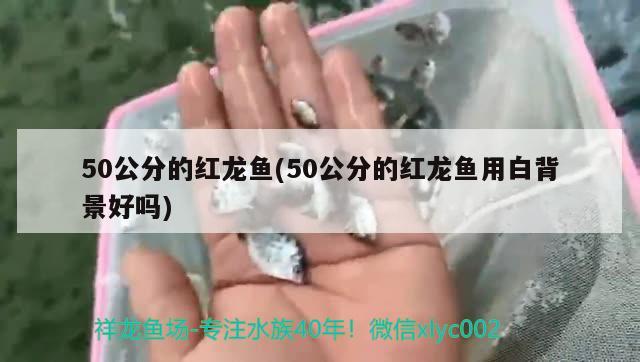 50公分的红龙鱼(50公分的红龙鱼用白背景好吗)