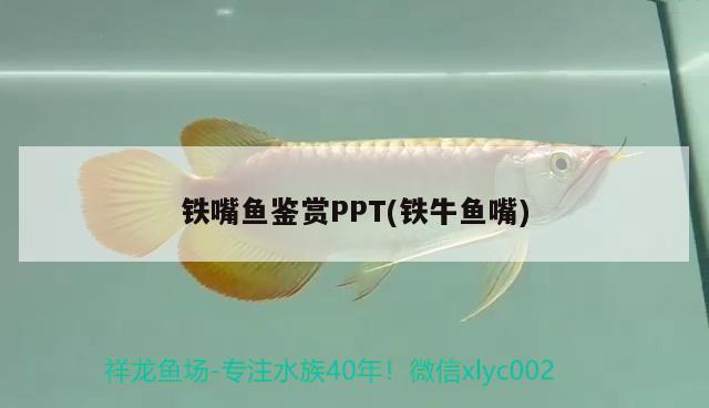 铁嘴鱼鉴赏PPT(铁牛鱼嘴) 观赏鱼