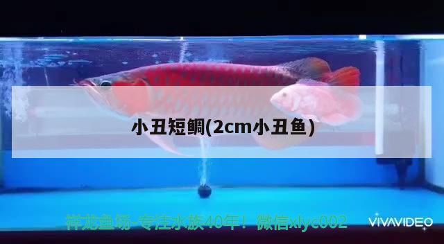 小丑短鲷(2cm小丑鱼) 海水鱼