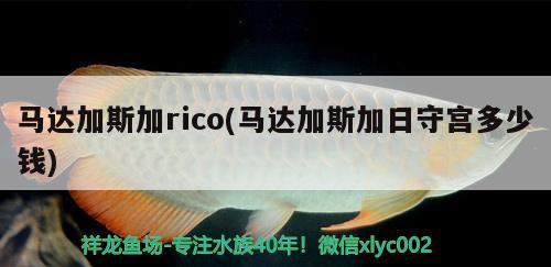 马达加斯加rico(马达加斯加日守宫多少钱)