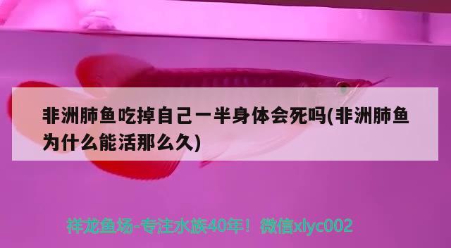 非洲肺鱼吃掉自己一半身体会死吗(非洲肺鱼为什么能活那么久) 肺鱼 第1张