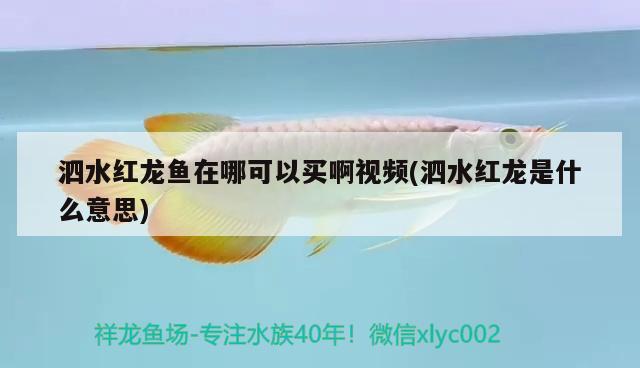 泗水红龙鱼在哪可以买啊视频(泗水红龙是什么意思)