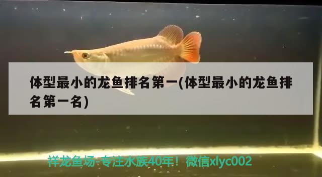 体型最小的龙鱼排名第一(体型最小的龙鱼排名第一名) 黑帝王魟鱼